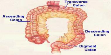 Sigmoid Kolon